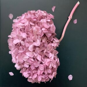 гортензия розовая1