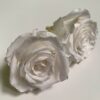 роза белая1