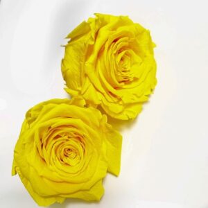 роза желтая11