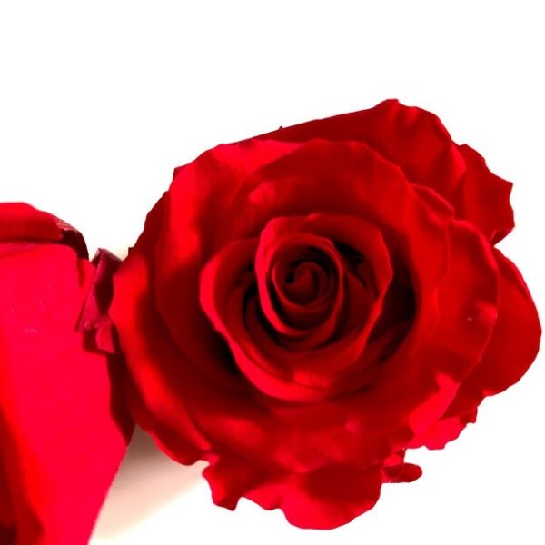 роза красная12